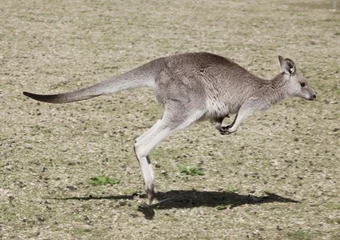 Papier Peint photo Lavable Kangourou kangaroo