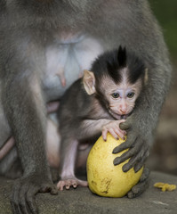monkey from bali