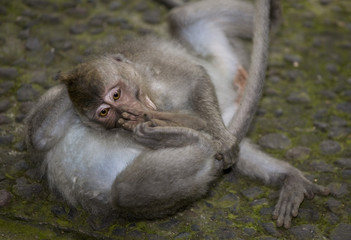 monkey from bali