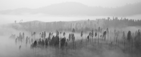 Yosemite Forest in Clouds