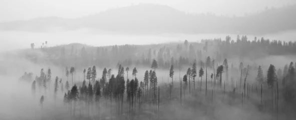  Yosemite-bos in de wolken © nstanev