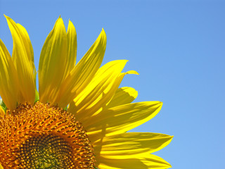 fleur de tournesol sur fond de ciel bleu