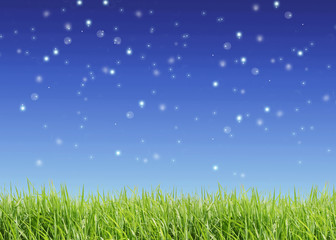 Close up of the green grass on  sky background .