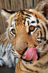 tiger lick