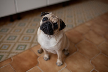 carlino © riccardo bruni