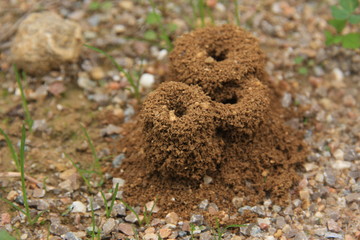 cheminées de fourmilière