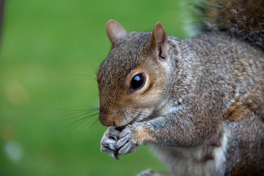 Grey Squirrels