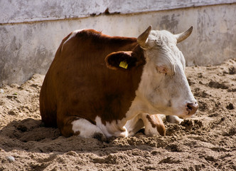 cow © Radoslaw Maciejewski