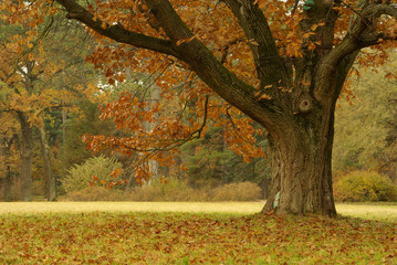 Autumn oak