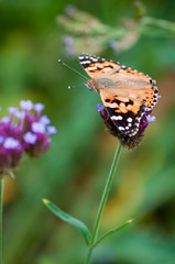 ツマグロヒョウモン