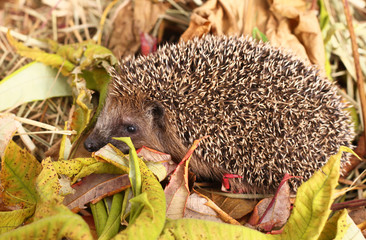 Igel im Hebstlaub