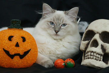 Fototapeta na wymiar Kot Halloween