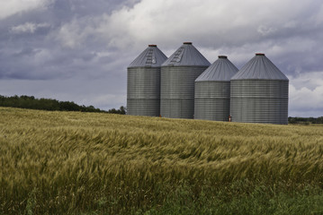 Fototapeta na wymiar Cztery silosy zbożowe w polu pszenicy kanadyjskiej