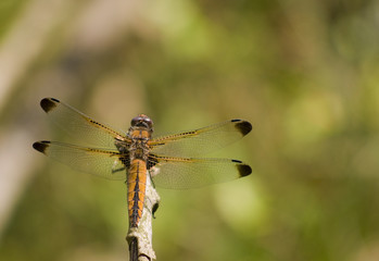Ważka ruda Libellula fulva © Gucio_55