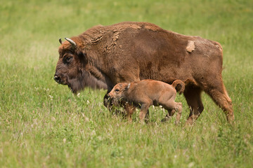 bison with young 8723