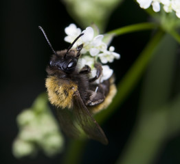 Trzmiel Bombus