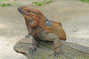 Closeup Of  a Monintor Lizard
