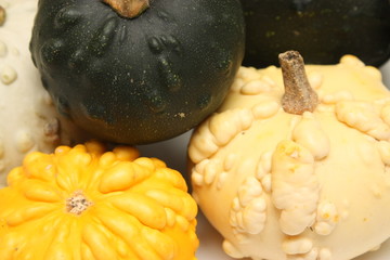 Coloquintes