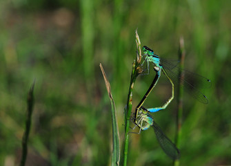 Tężnica wytworna Ischnura elegans © Gucio_55