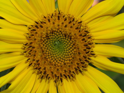 Sonnenblume / Helianthus annuus