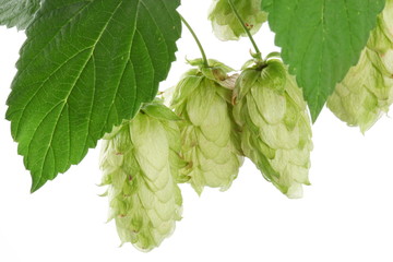 branch of hops on a white background