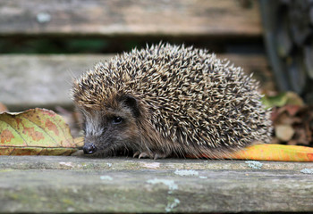 Igel