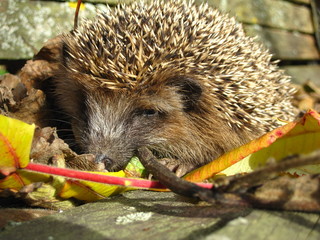 IGEL