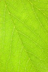 Fototapeta na wymiar Natural Green Leaf Macro Background Texture