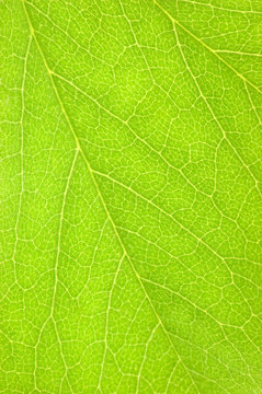 Natural Green Leaf Macro Background Texture