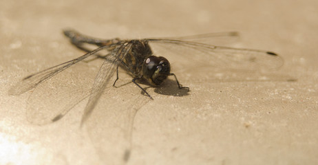 Szablak szkocki Sympetrum danae © Gucio_55