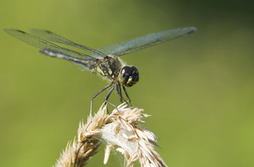 Szablak szkocki Sympetrum danae © Gucio_55