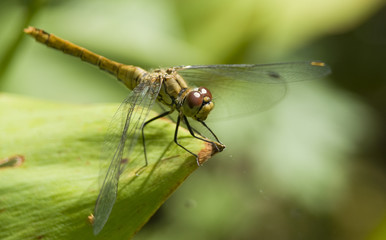 Szablak krwisty Sympetrum sanguineum © Gucio_55