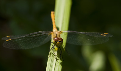 Szablak krwisty Sympetrum sanguineum © Gucio_55