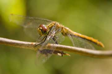 Szablak krwisty Sympetrum sanguineum © Gucio_55