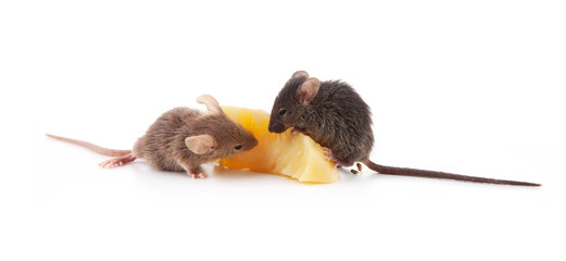 Fototapeta premium Mice and cheese