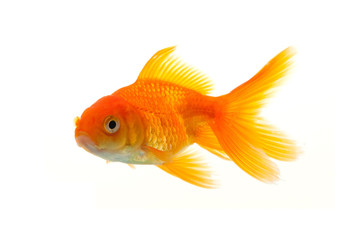 Fototapeta premium Złota Rybka