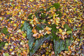 france,78,forêt de rambouillet : parterre en automne