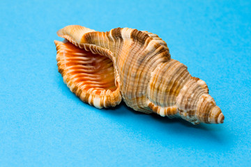 Seashell isolated on the blue background