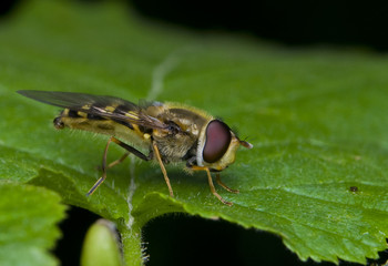 Syrphus torvus © Gucio_55