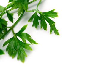 Fresh parsley isolated on white