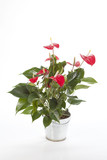 Anthurium rouge