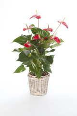 anthurium rouge dans pot déco osier