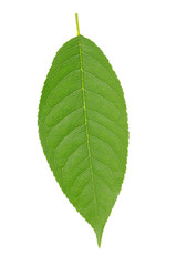 Obraz premium green leaf