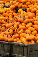 Pumpkins in Crates II