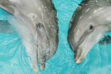 Papier Peint photo Lavable Dauphins dauphins heureux