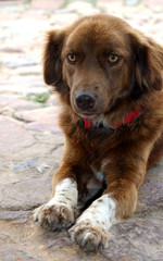 Obraz premium hund