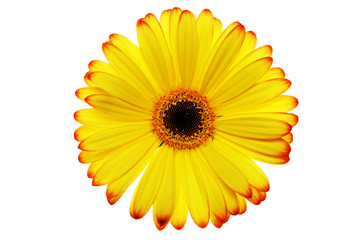 Yellow Daisy Flower