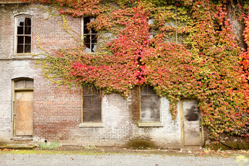 Fototapeta na wymiar Old brick building covered in ivy
