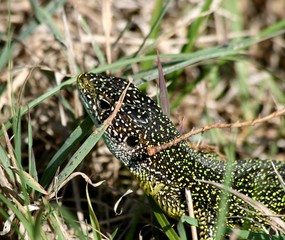 lezard vert