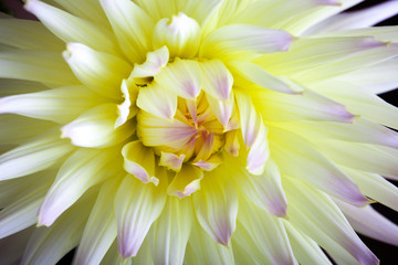 Fototapeta premium Pastellfarbene Dahlienblüte